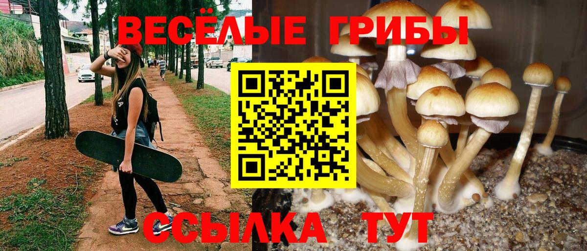 Балтийск  Псилоцибиновые грибы мухоморы  купить наркотик  Вход с VPN 